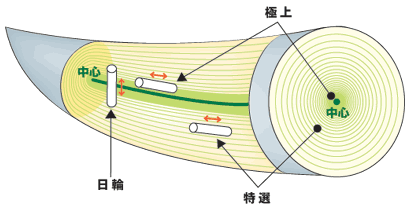 象牙印鑑の断面イメージ