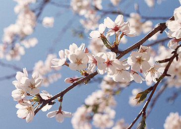 印鑑の材質 山桜 印鑑の専門店 ハンコヤドットコム C
