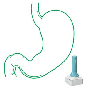 シャチハタ 特角 50号 医療用人体図 胃