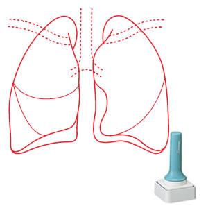 シャチハタ 特角 50号 医療用人体図 肺